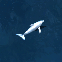 Animal dolphin.png
