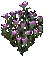 Plant campionflower01.gif
