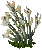 Plant lilies05.gif