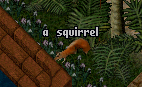 Squirrel.png