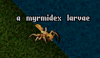 ToL Myrmidex Larvae.png