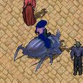 Animal giantbeetle.jpg