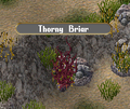 Quest-item thorny-briar.png